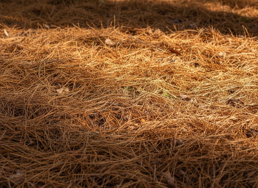 Pine Straw